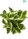 variegated peperomia obtusifolia at Wholesale Prices | Youngplants 1