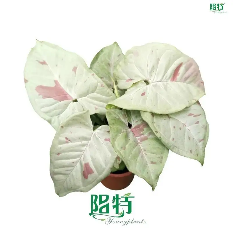 Custom syngonium podophyllum pink  Manufacturer | Youngplants 1