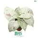 Custom syngonium podophyllum pink  Manufacturer | Youngplants 1