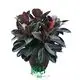 Custom ficus bonsai tree for sale  Manufacturer | Youngplants 1