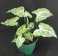 Youngplants |  Others Alocasia  1