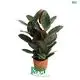 Youngplants |  bonsai ficus retusa  1