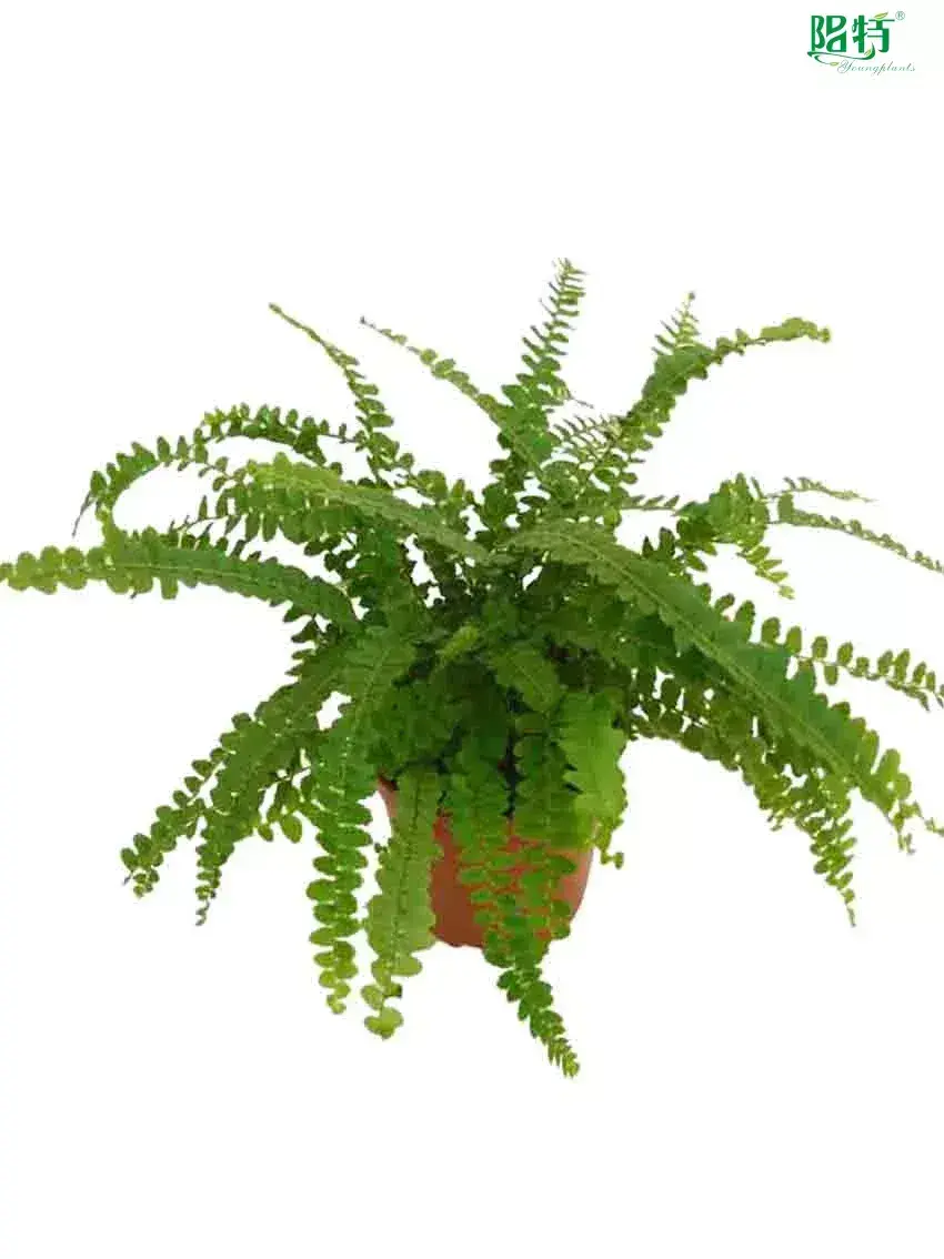 fern plant  | Youngplants 1