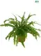  fern plant  | Youngplants 1