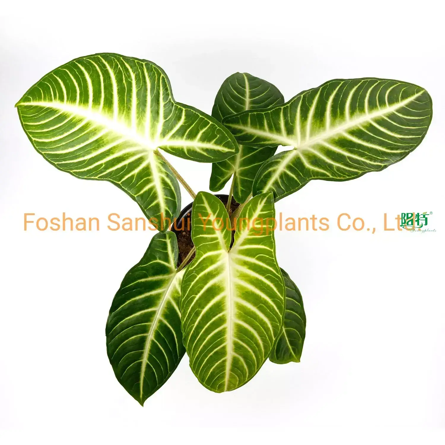 Custom clusia kamerplant  Manufacturer | Youngplants 1