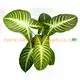 Custom clusia kamerplant  Manufacturer | Youngplants 1