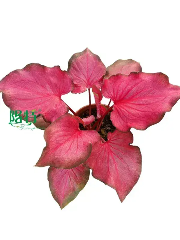 white caladium at Wholesale Prices | Youngplants1 1