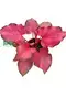 white caladium at Wholesale Prices | Youngplants1 1