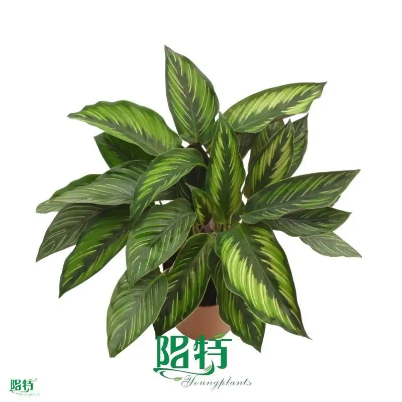  a maranta  | Youngplants1 1