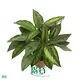  a maranta  | Youngplants1 1
