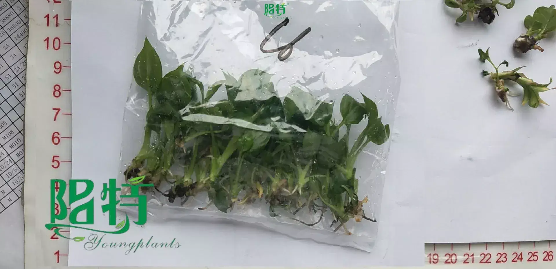 Custom scindapsus varieties  Manufacturer | Youngplants 1
