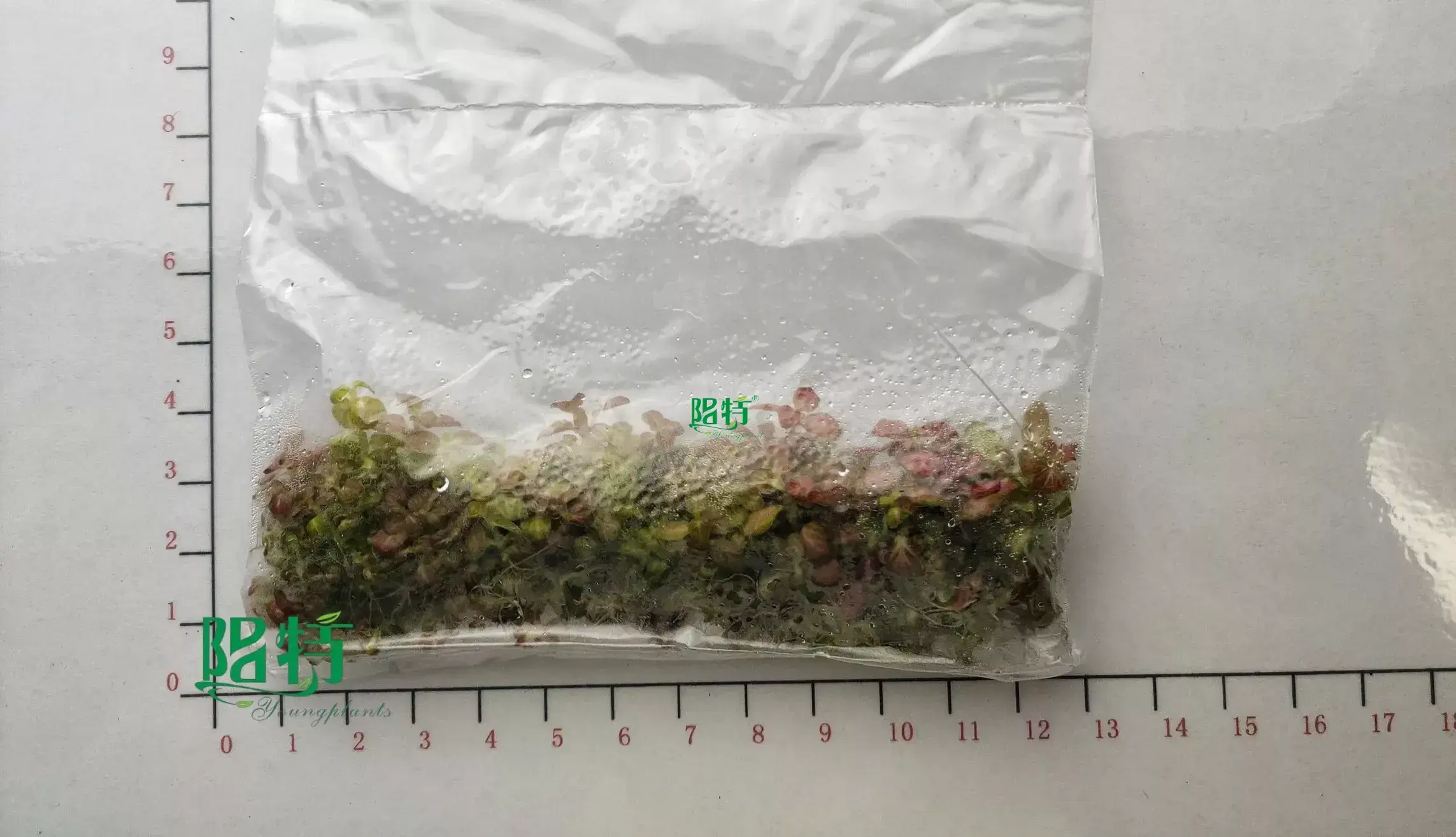 Custom fittonia flower  Manufacturer | Youngplants 1