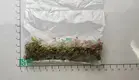 Custom fittonia flower  Manufacturer | Youngplants 1