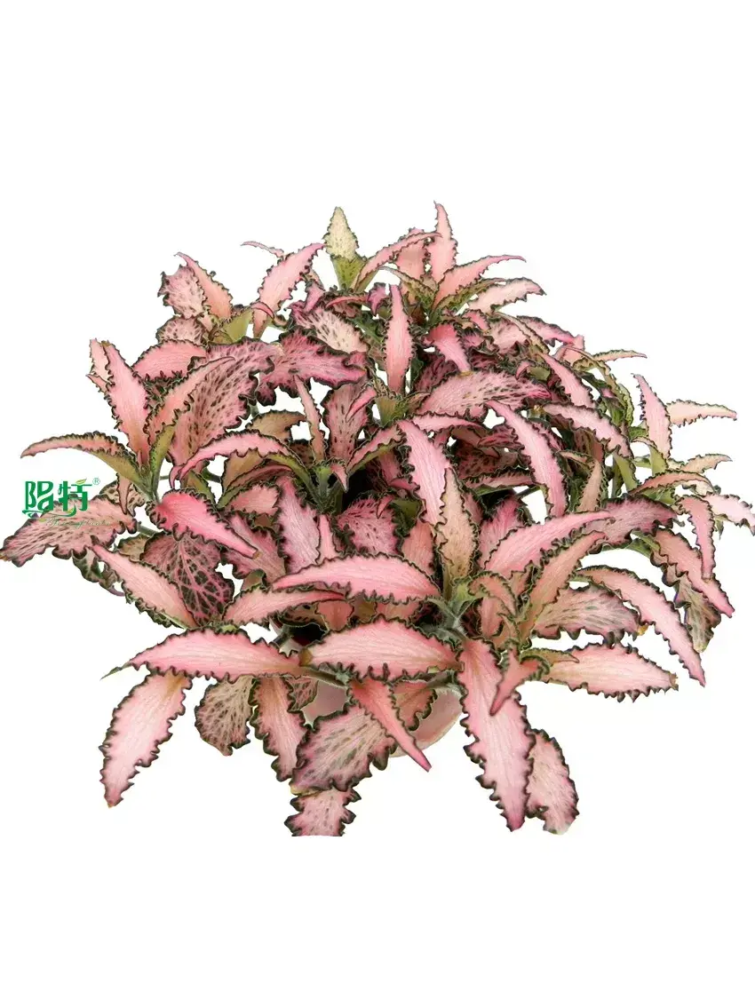 red nerve plant at Wholesale Prices | Youngplants1 1