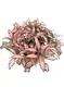 red nerve plant at Wholesale Prices | Youngplants1 1