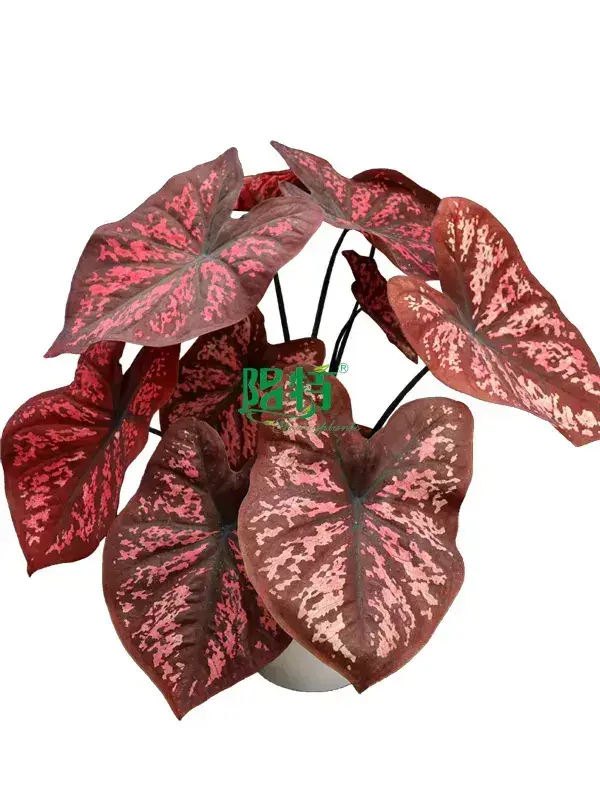 Youngplants |  live caladium plants for sale  1