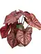 Youngplants |  live caladium plants for sale  1