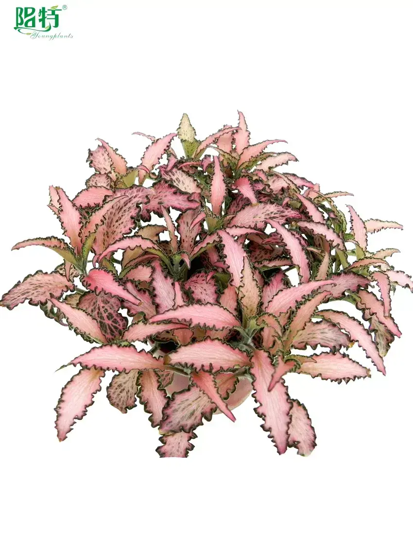 fittonia red at Wholesale Prices | Youngplants 1