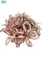 fittonia red at Wholesale Prices | Youngplants 1