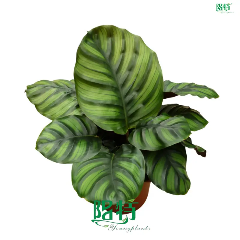 leuconeura maranta at Wholesale Prices | Youngplants 1