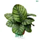 leuconeura maranta at Wholesale Prices | Youngplants 1