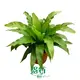  fern  | Youngplants 1