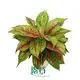 aglaonema plant at Wholesale Prices | Youngplants 1