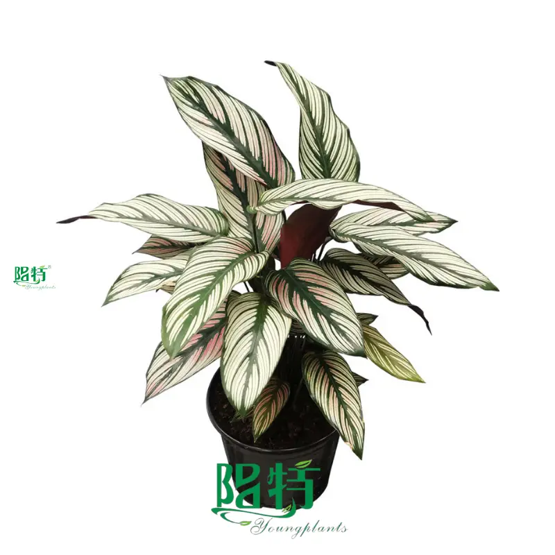  ctenanthe  | Youngplants1 1