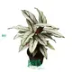  ctenanthe  | Youngplants1 1