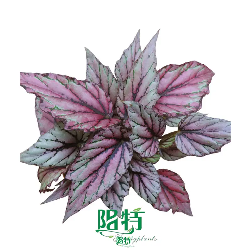 begonias at Wholesale Prices | Youngplants 1