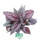 begonias at Wholesale Prices | Youngplants 1