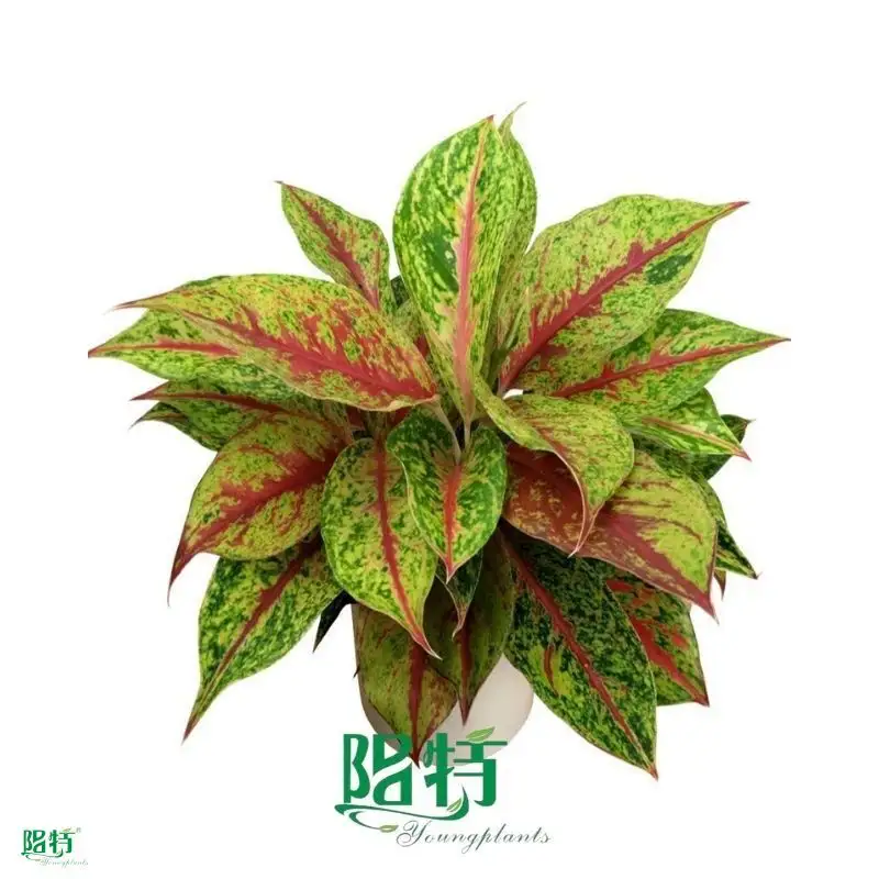  aglaonema plant care  | Youngplants1 1