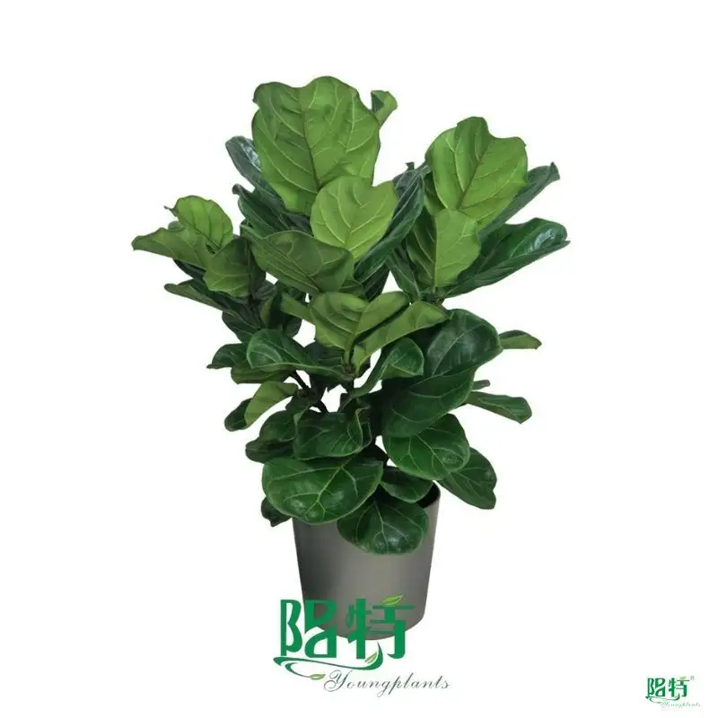  ficus indoor plant care  | Youngplants 1