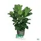  ficus indoor plant care  | Youngplants 1