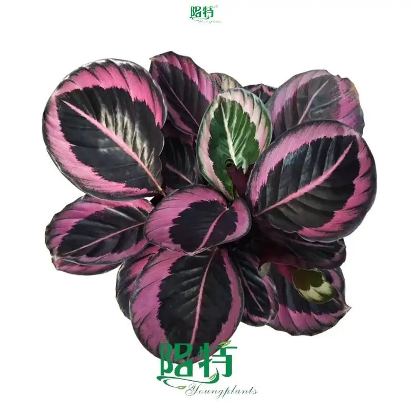 peperomia at Wholesale Prices | Youngplants 1