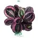 peperomia at Wholesale Prices | Youngplants 1