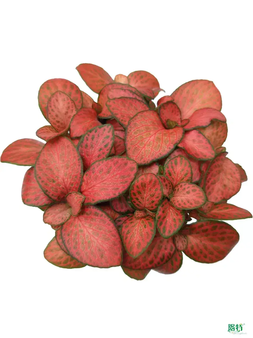 Youngplants |  fittonia flower  1