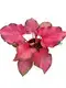  xanthosoma tray plants  | Youngplants1 1