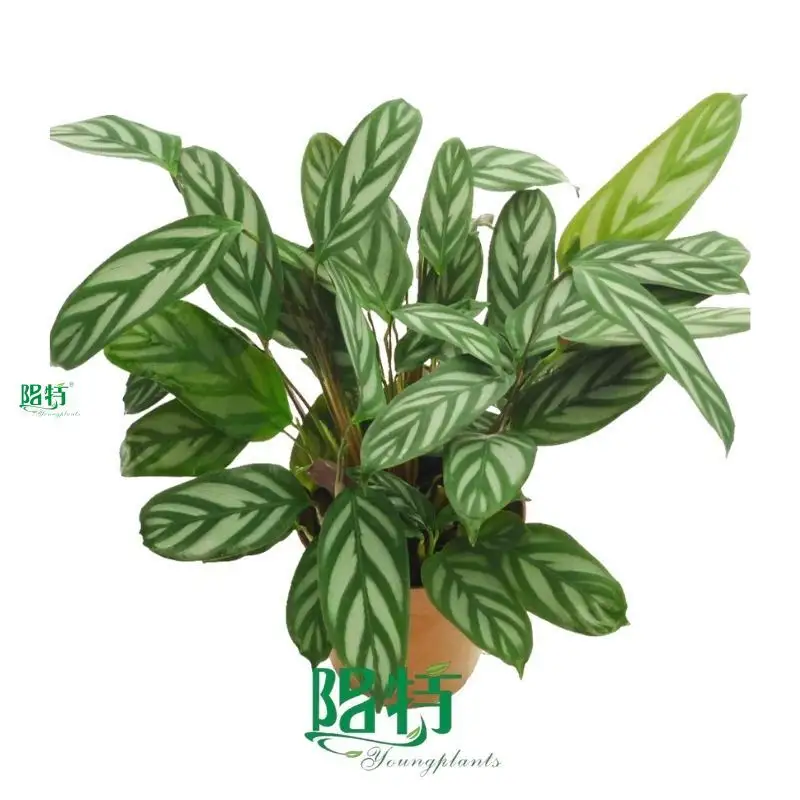  maranta leuconeura  | Youngplants1 1