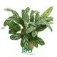  maranta leuconeura  | Youngplants1 1