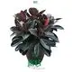 Youngplants |  bonsai ficus  1