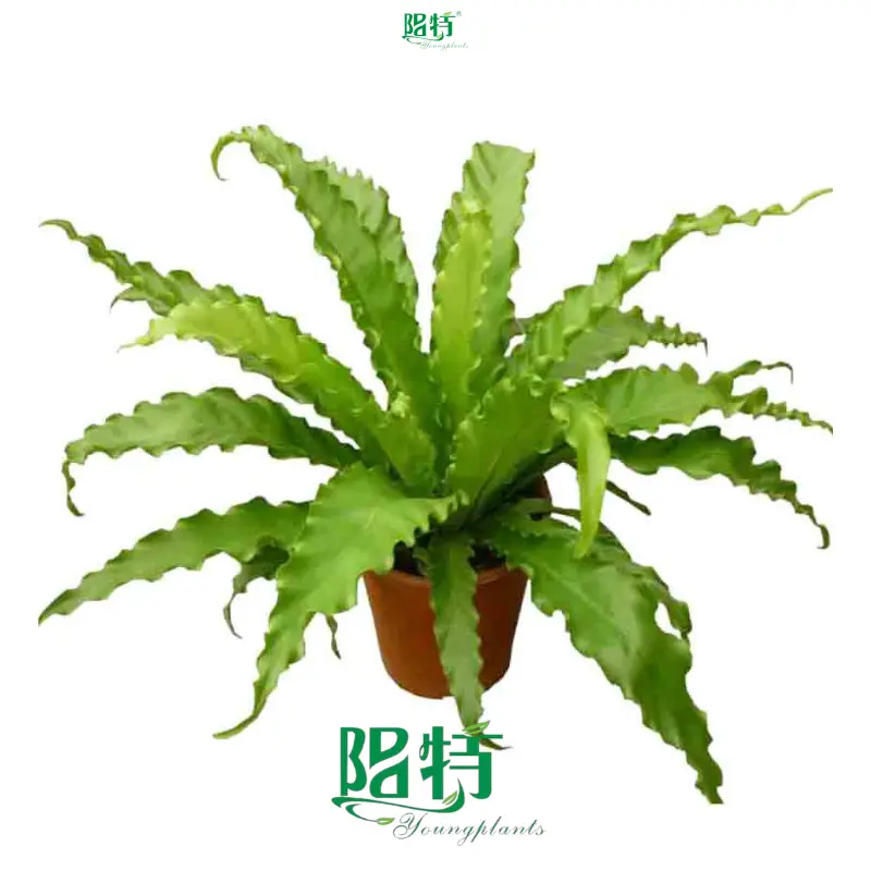 Custom phlebodium aureum  Manufacturer | Youngplants 1