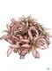 Custom white nerve plant  Manufacturer | Youngplants1 1