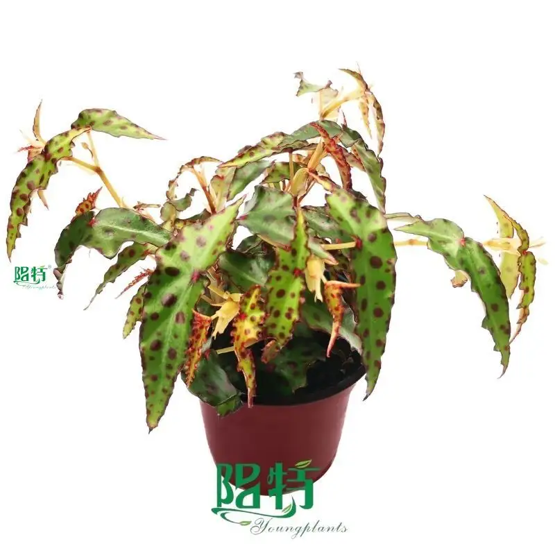 begonia care at Wholesale Prices | Youngplants 1