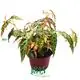 begonia care at Wholesale Prices | Youngplants 1