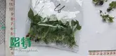 scindapsus jade satin at Wholesale Prices | Youngplants 1