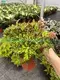  rex begonia  | Youngplants 1