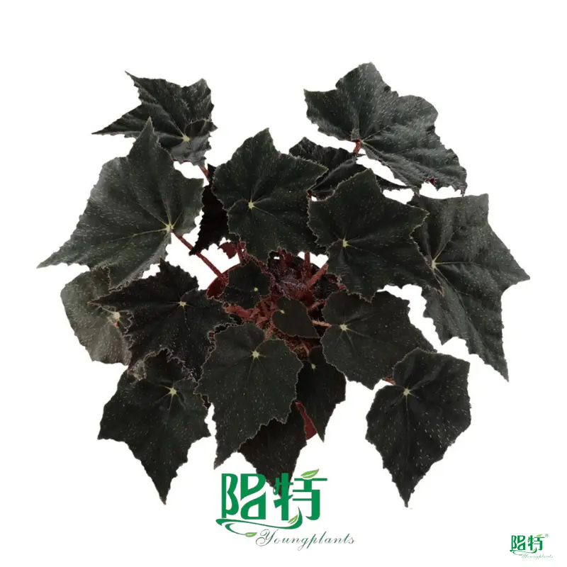 Youngplants |  begonia houseplant  1