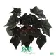 Youngplants |  begonia houseplant  1
