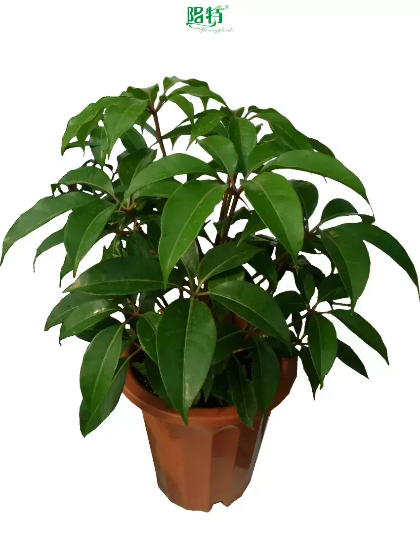  schefflera alpine  | Youngplants 1